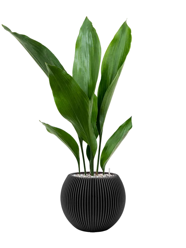 Aspidistra elatior in Capi Nature Groove Office Plant With Pot 67cm Height 15.5cm Dia