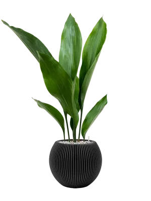 Aspidistra elatior in Capi Nature Groove Office Plant With Pot 67cm Height 15.5cm Dia