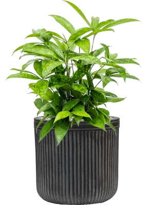 Dracaena surculosa in Baq Vertical Rib Office Plant With Pot 54cm Height 19cm Dia