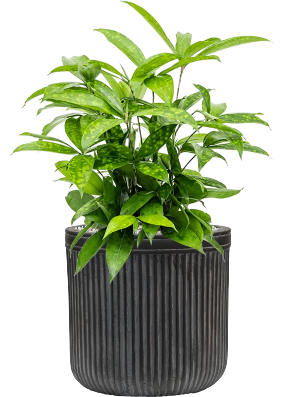 Dracaena surculosa in Baq Vertical Rib Office Plant With Pot 54cm Height 19cm Dia