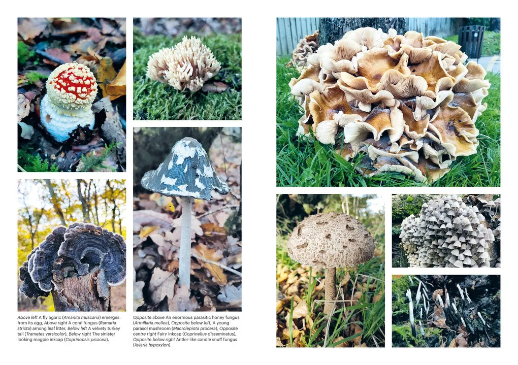 Growing Mushrooms At Home (HB)