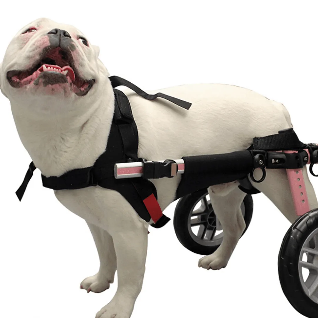 Walkin’ Belly Support