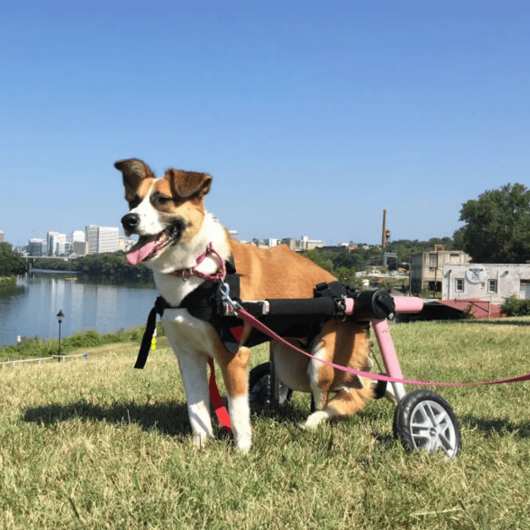 Walkin’ Belly Support