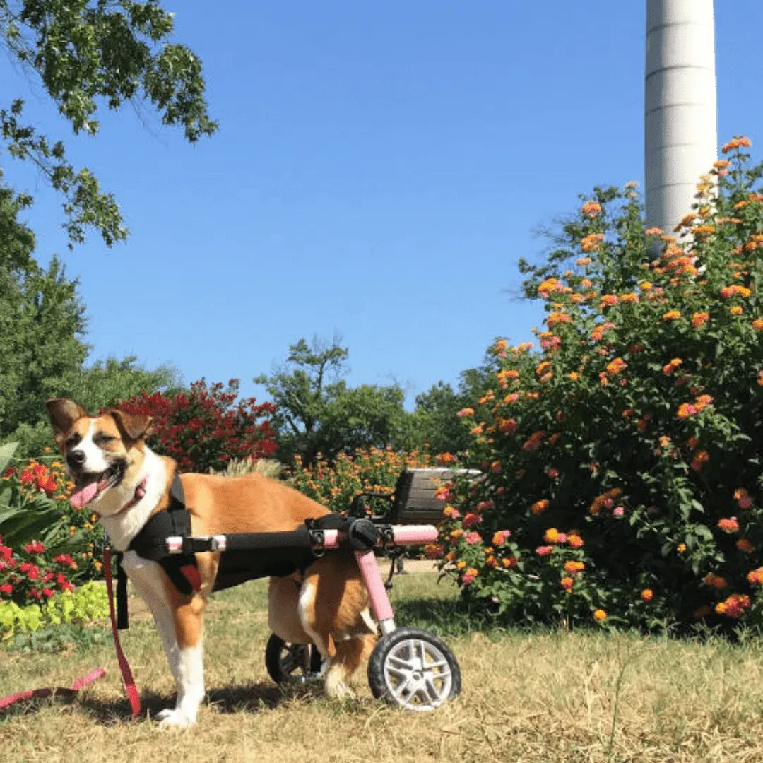 Walkin’ Belly Support
