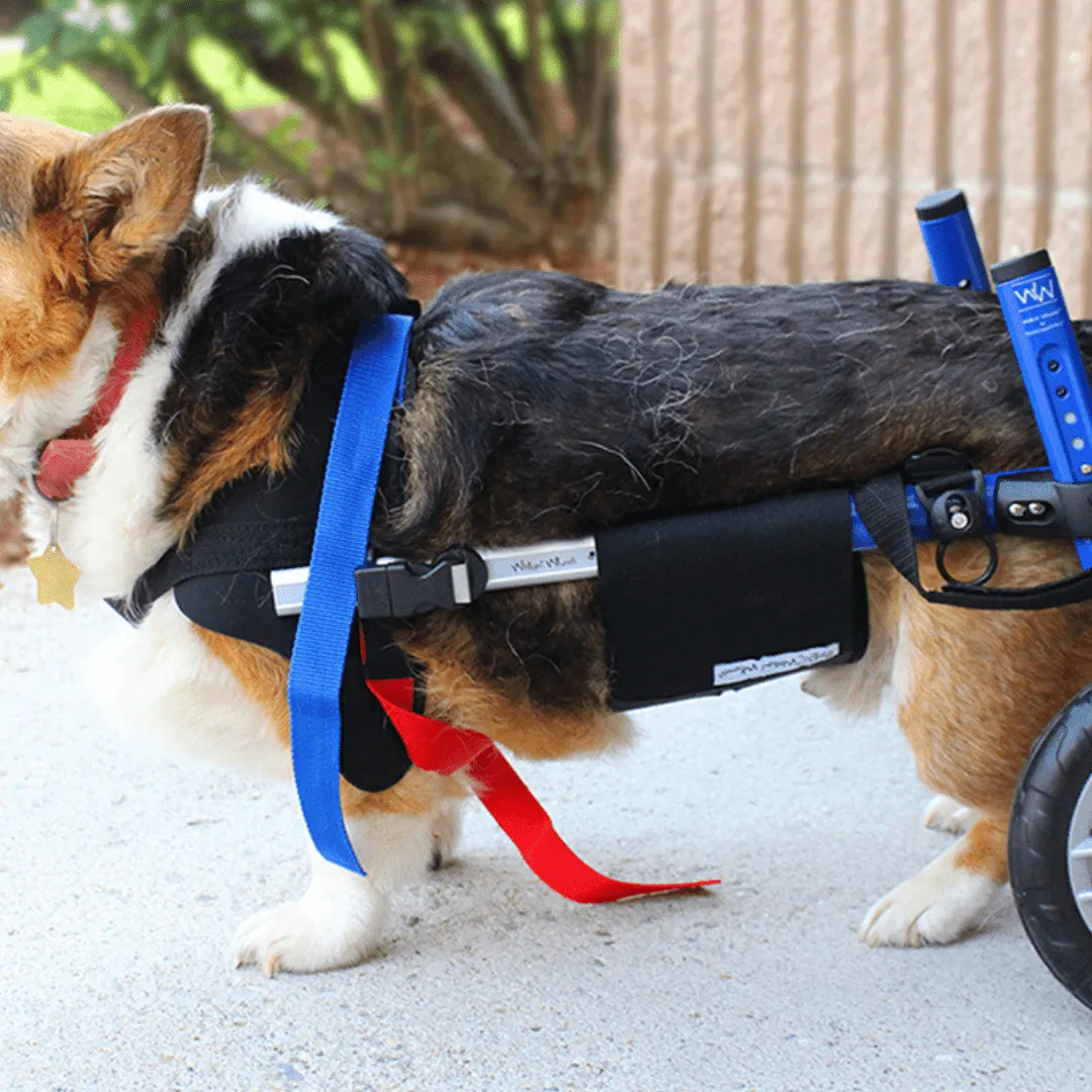 Walkin’ Belly Support
